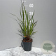 Miscanthus sin. 'Ruby Cute' GM 2,0L