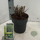 Miscanthus sin. 'Strictus' 40-70 cm 3,0L