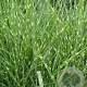 Miscanthus sin. 'Strictus' GM P9