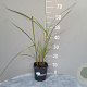 Miscanthus sin. 'Variegatus' GM 2,0L