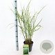 Miscanthus sin. 'Zebrinus' 40-70 cm 3,0L