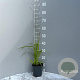 Molinia arund. 'Karl Foerster' GM 2,0L