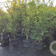 Acer palmatum 175-200 cm 35L solitair