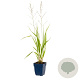 Molinia arund. 'Transparent' GM  P11