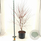 Acer pal. 'Sangokaku' 100-125 cm 35L