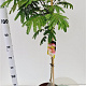 Albizia julibr. Ombrella 125-150 cm 10L