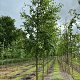 Alnus cordata 10-12 HO draadkluit
