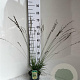 Molinia caerulea 'Moorhexe' GM 2,0L