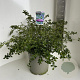 Ceanothus thyrsiflorus repens 40-50 cm 5,0L