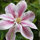 Clematis 'Andromeda' wortelgoed