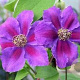 Clematis 'Ashva' wortelgoed