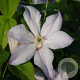 Clematis 'Dutch Sky' wortelgoed