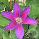 Clematis 'Etoile de Malicorne' wortelgoed