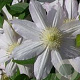 Clematis 'Etoile Nacrée' wortelgoed