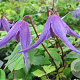 Clematis 'Helsingborg' wortelgoed