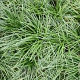 Ophiopogon japonicus GM 2,0L