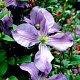 Clematis 'Prince Charles' wortelgoed
