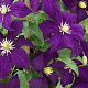 Clematis 'Viola' wortelgoed