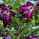 Clematis viticella wortelgoed