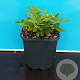 Osmunda regalis GM 2,0L