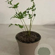 Osmunda regalis GM 2,0L