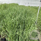 Panicum virgatum GM 2,0L