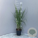 Panicum virgatum GM 2,0L