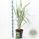 Panicum virgatum 'Northwind' 60-90 cm 6,5L