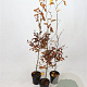 Fagus sylvatica 100-125 cm 2,5L