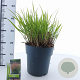 Panicum virgatum 'Squaw' 60-90 cm 6,5L