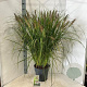 Pennisetum al. 'Black Beauty' 30-40 cm 12L