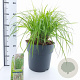 Pennisetum al. 'Redhead' 30-40 cm 12L