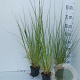 Pennisetum al. 'Redhead' GM P9