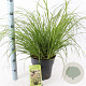 Pennisetum alopecuroides viridesc. 30-40 cm 6,5L