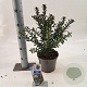 Ilex meserv. Gentle 25-30 cm 3,0L