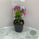 Phlox (P) Famous Purple GM 2,0L