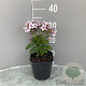 Phlox (P) Famous White Eye GM 2,0L
