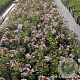 Phlox (P) Famous White Eye GM 2,0L