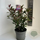 Photinia fraseri Carré Rouge 50-60 cm 5,0L
