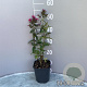 Phlox (P) 'Starfire' GM 2,0L