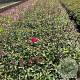 Phlox (P) 'Starfire' GM 2,0L