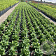 Platycodon grand. 'Astra Blue' GM 2,0L
