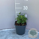Platycodon grand. 'Astra Blue' GM 2,0L