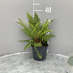 Polystichum munitum GM 2,0L