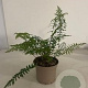 Polystichum munitum GM 2,0L