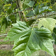 Platanus hispanica 10-12 HO draadkluit