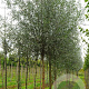 Salix alba 10-12 HO draadkluit