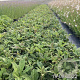 Rodgersia henrici GM 2,0L