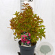 Weigela Big Love 30-40 cm 3,0L