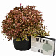 Weigela florida All Summer Monet 50-70 cm 12L